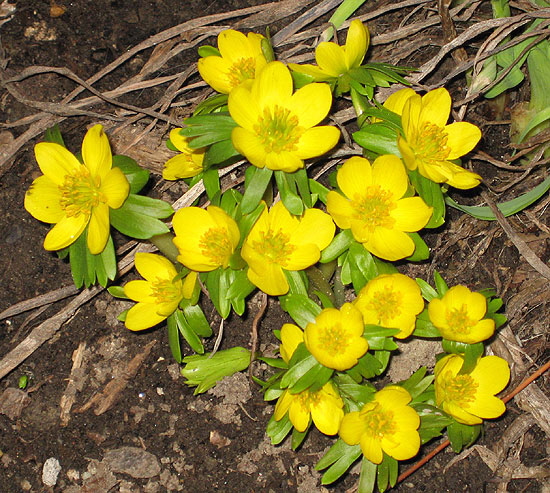 Winter aconite 