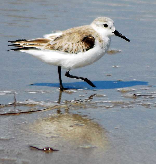 Shorebird, Venice Beach