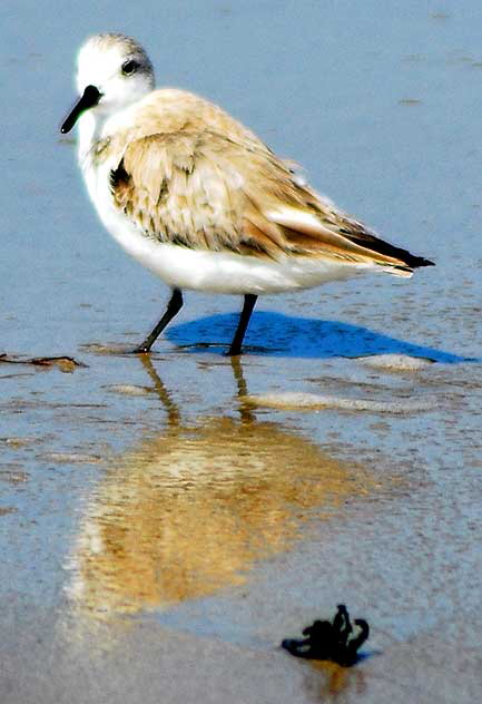 Shorebird, Venice Beach