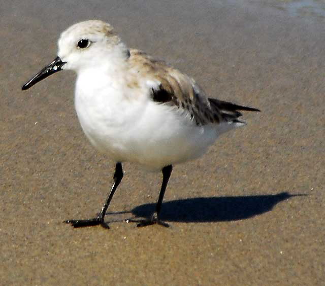 Shorebird, Venice Beach