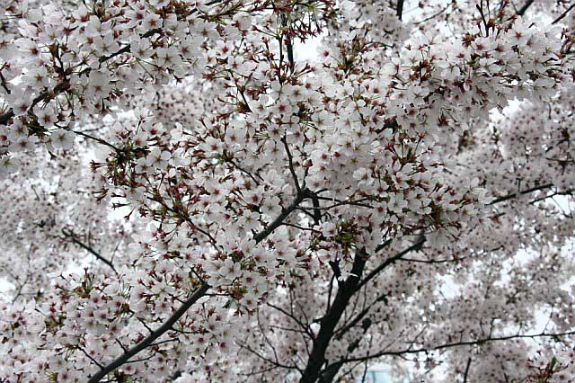 Cherry blossoms in Washington, DC - Monday, March 31, 2008