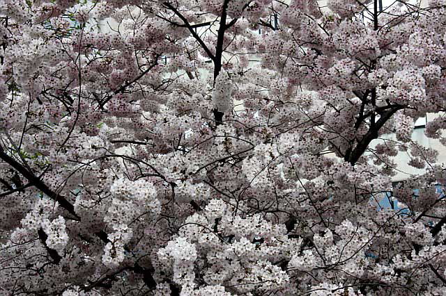 Cherry blossoms in Washington, DC - Monday, March 31, 2008