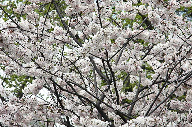 Cherry blossoms in Washington, DC - Monday, March 31, 2008