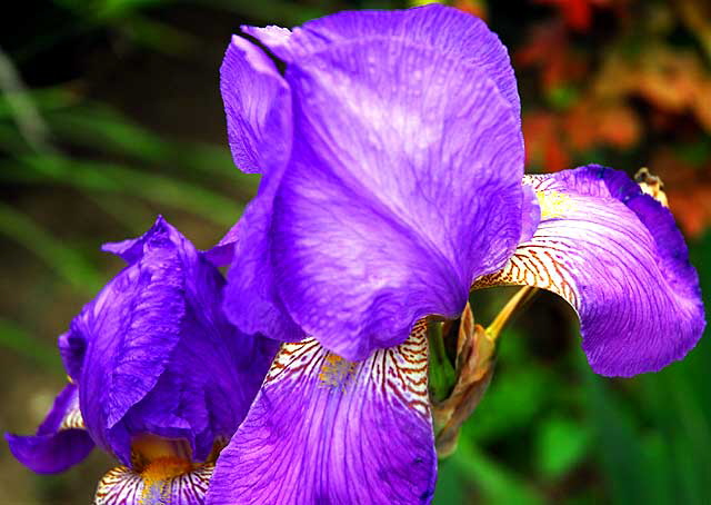 Blue Bearded Iris