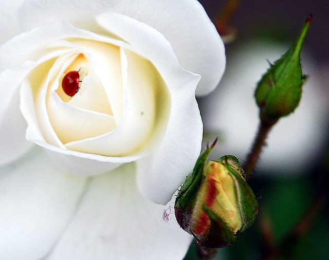 Lady Bug in White Rose