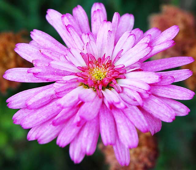 Symmetrical lavender-pink bloom
