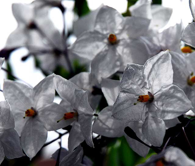 Backlit white blooms