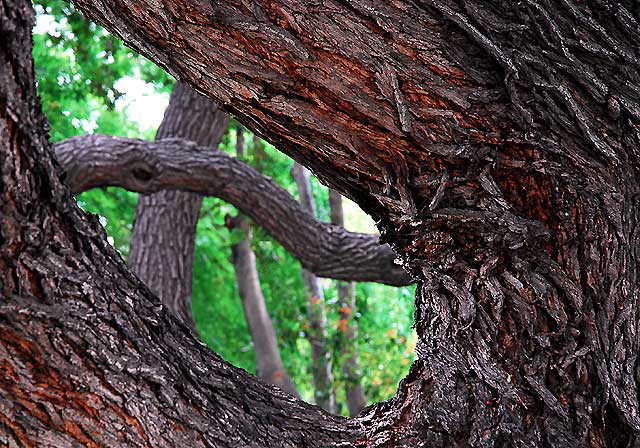 Tree Trunks, Sierra Bonita Avenue, north of Sunset Boulevard