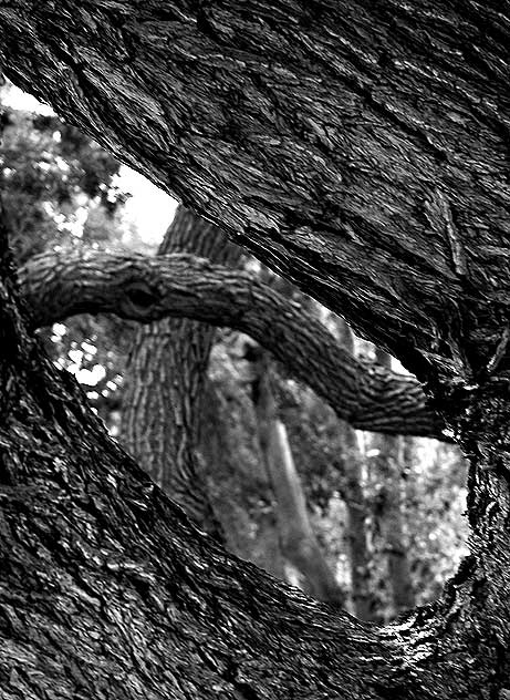 Tree Trunks, Sierra Bonita Avenue, north of Sunset Boulevard