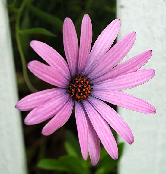 Bloom on fence - Sierra Bonita Avenue, Hollywood 