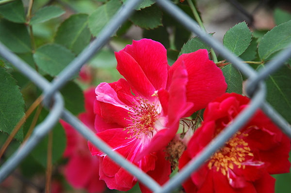 Bloom on fence - Sierra Bonita Avenue, Hollywood 