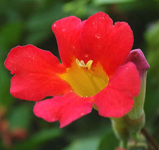 Bloom on fence - Sierra Bonita Avenue, Hollywood 