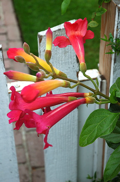 Bloom on fence - Sierra Bonita Avenue, Hollywood 