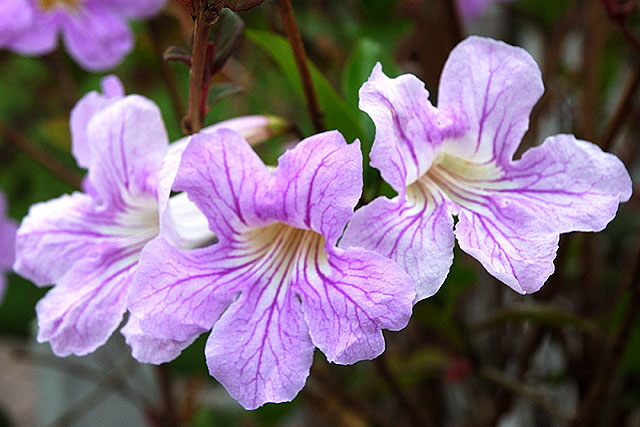 Bloom on fence - Sierra Bonita Avenue, Hollywood 