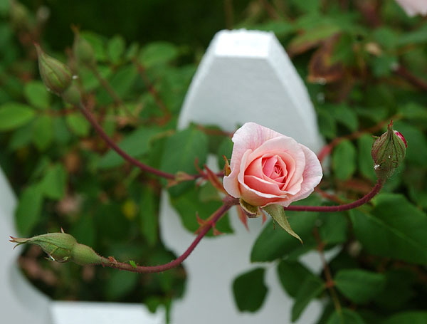 Bloom on fence - Sierra Bonita Avenue, Hollywood 