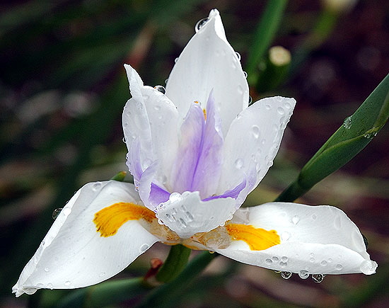 Bloom on fence - Sierra Bonita Avenue, Hollywood 