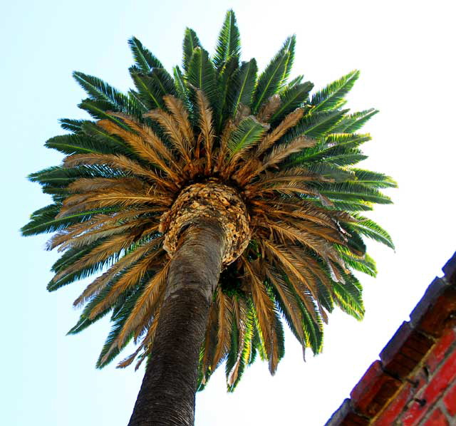 Palm tree, Artisans Alley, Hollywood Boulevard 