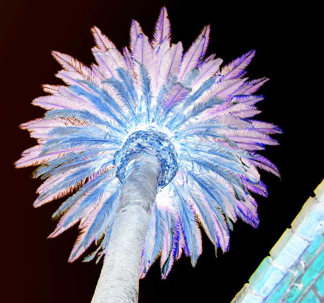 Palm tree, Artisans Alley, Hollywood Boulevard - negative print