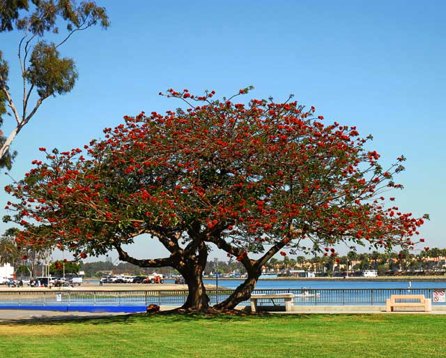 Coral Tree, Mothers Beach, Naples Island, Alamitos Bay, Long Beach