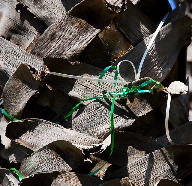 Ribbon on palm trunk - Naples Island, Alamitos Bay, Long Beach