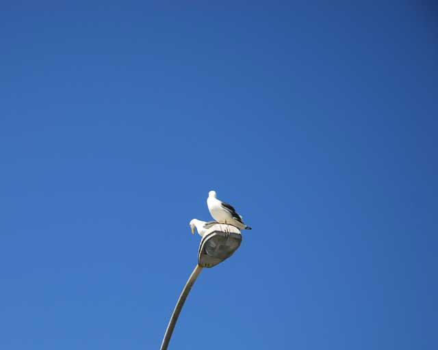 Gulls on lamppost 