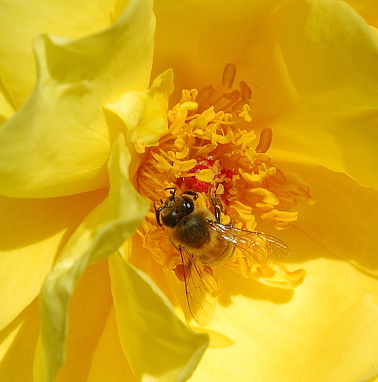 Bee working in a yellow rose