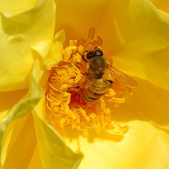 Bee working in a yellow rose