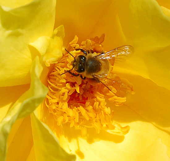 Bee working in a yellow rose