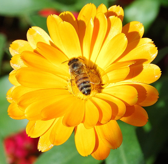 Bee working in a yellow bloom