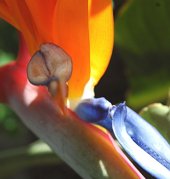 Strelitzia reginae (Bird of Paradise) - the Official Flower of the City of Los Angeles -