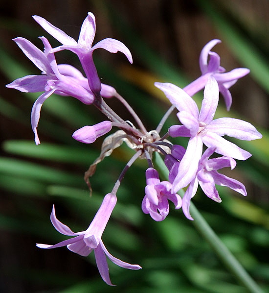 Asymmetrical Blooms