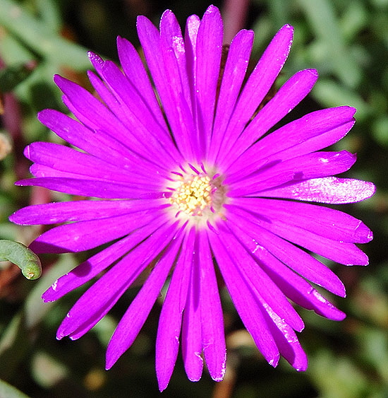 Symmetrical Bloom 