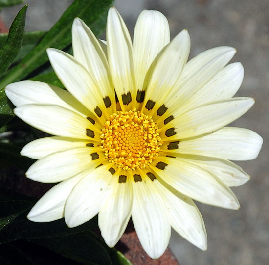 Symmetrical Bloom 