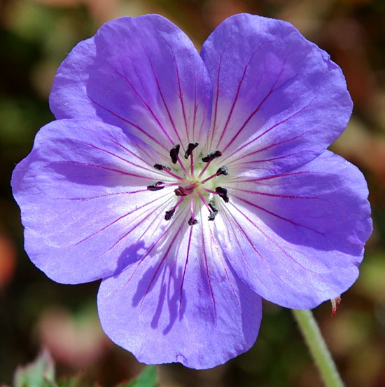 Symmetrical Bloom 