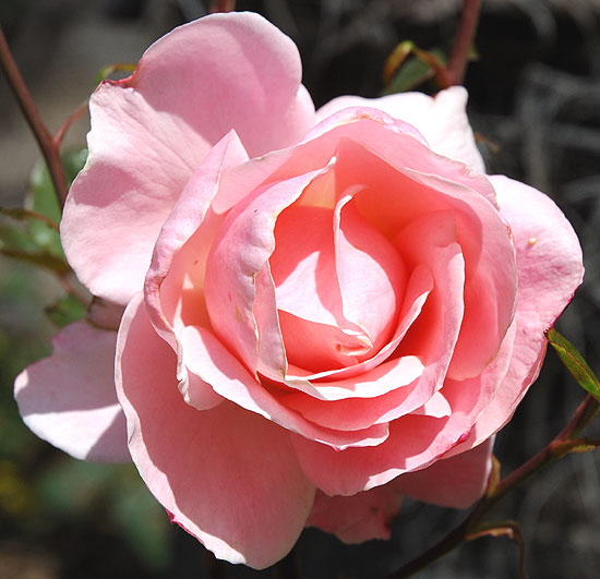 Pink Rose