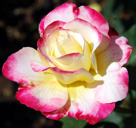 Circus Rose