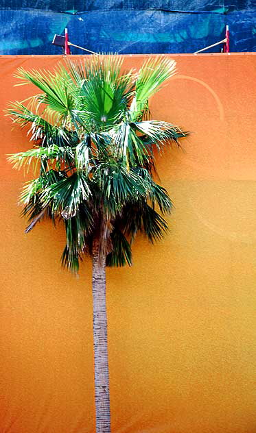 Palm tree, Hollywood Boulevard