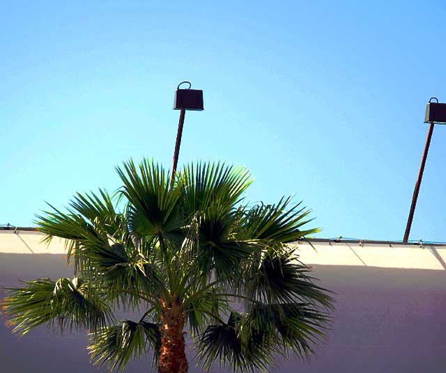 Palm tree, Hollywood Boulevard