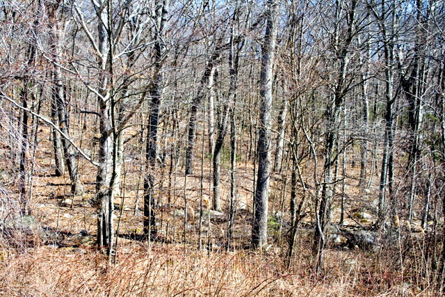 Roadside trees - Amherst, Massachusetts