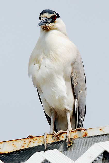 Black-Crowned Night-Heron in breeding plumage