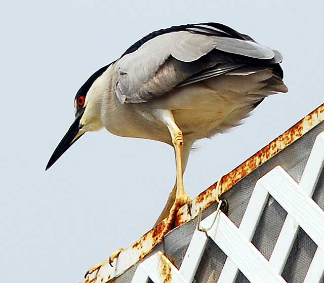 Black-Crowned Night-Heron in breeding plumage