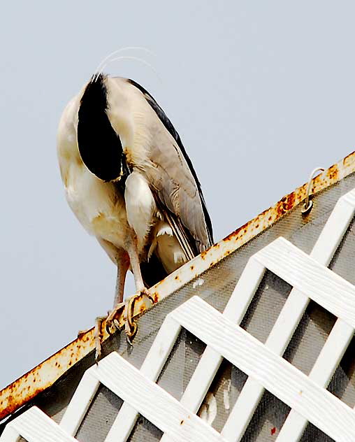 Black-Crowned Night-Heron in breeding plumage