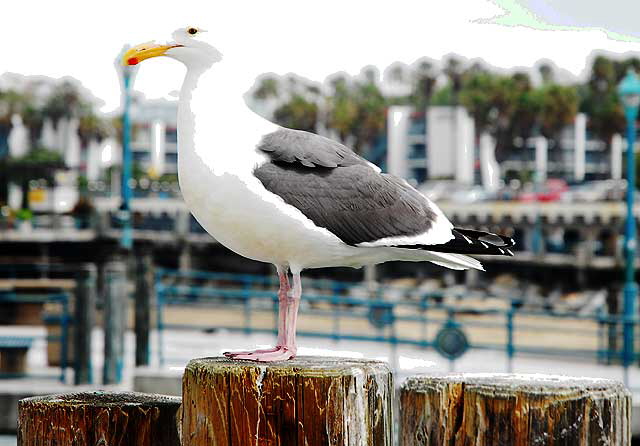 Gull on Redondo Beach Pier