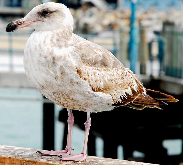 Gull on Redondo Beach Pier