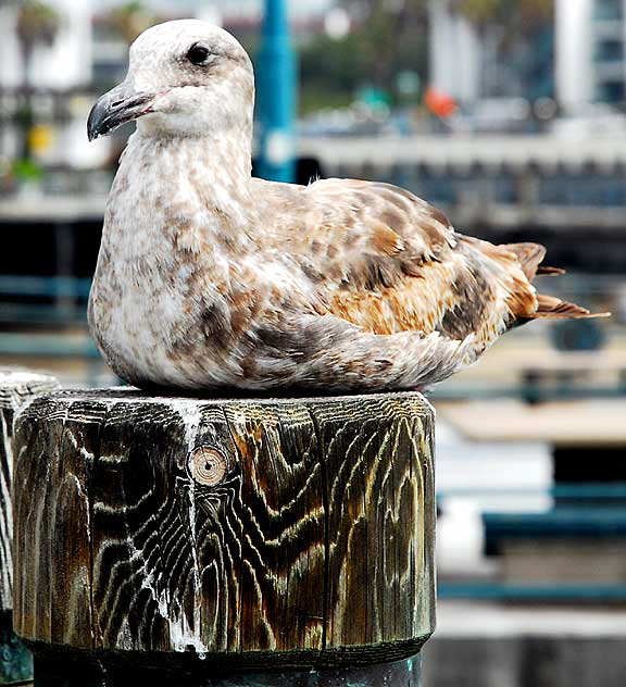 Gull on Redondo Beach Pier