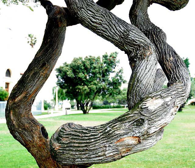 Tree framing tree, Veterans Park, Redondo Beach