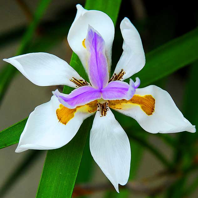 Common Narcissus