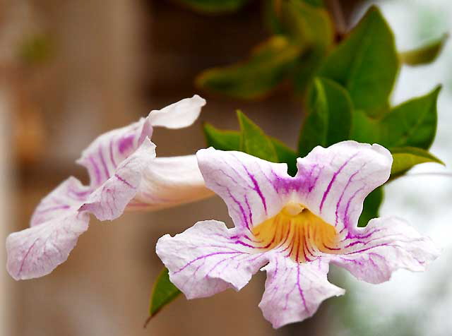 Purple on White