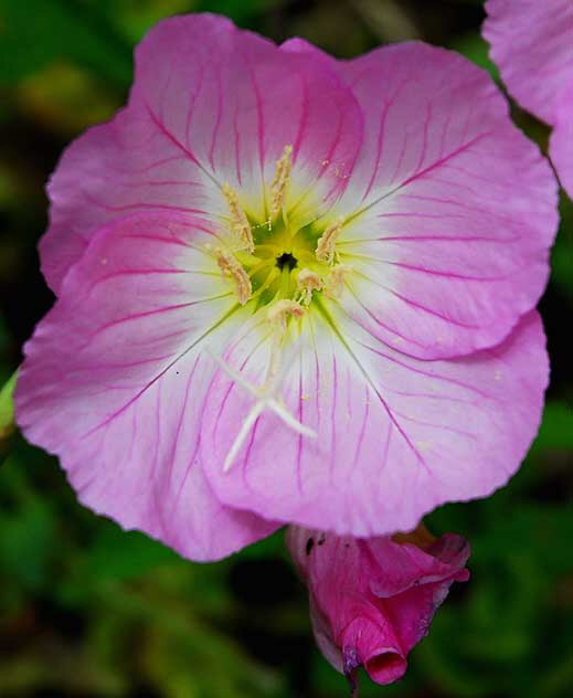 Pink Bloom with Furl