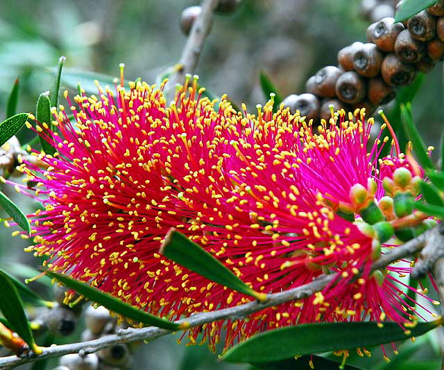 Bottle Brush Tree